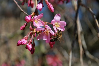 Prunus subhirtella 'Pendula' - višeň chloupkatá - květ